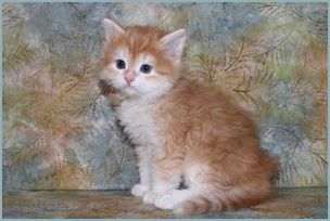 Male Siberian Kitten from Deedlebug Siberians